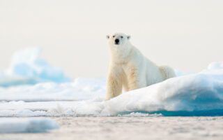 Polar Bears in the Arctic Sea Ice