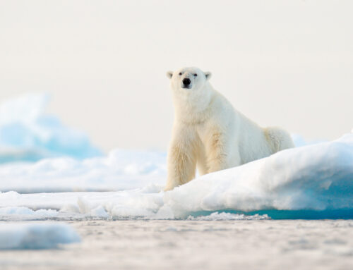 History and Life of Polar Bears