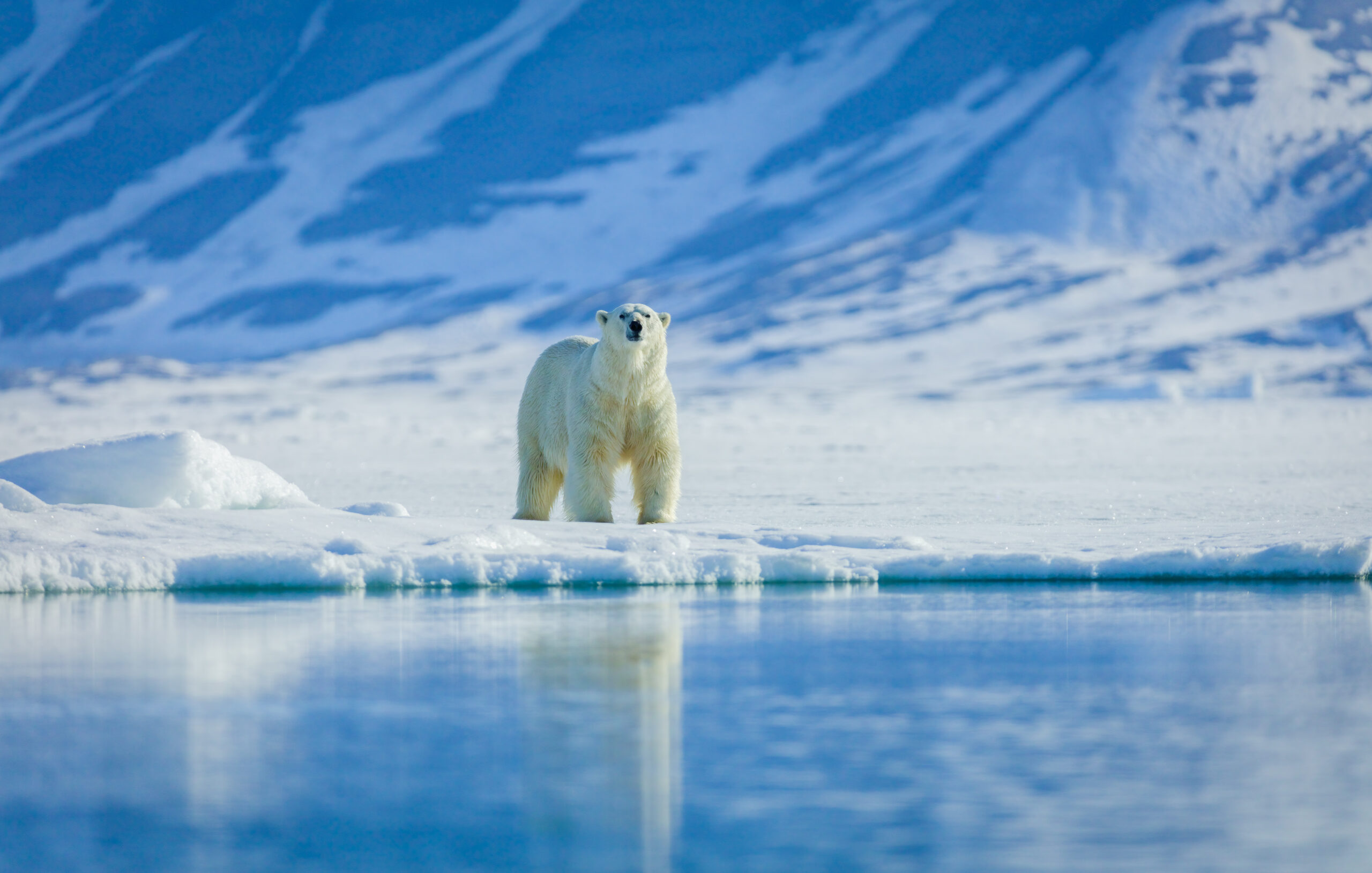 Polar Bear standing near edge of ice