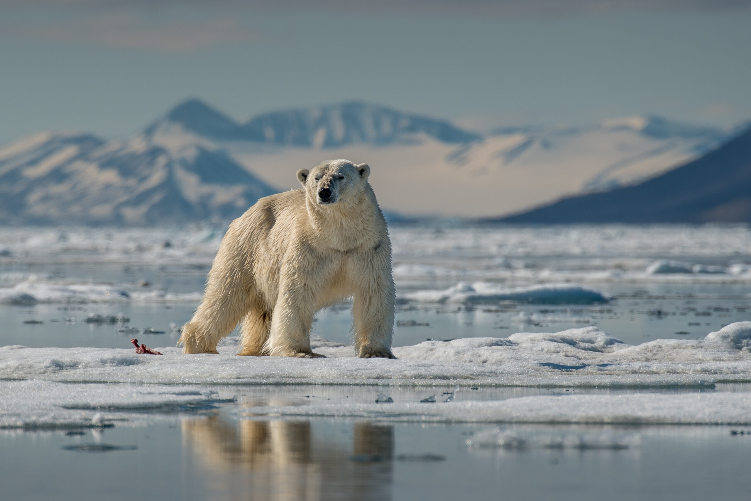 Polar Bear standing on floating ice sheet