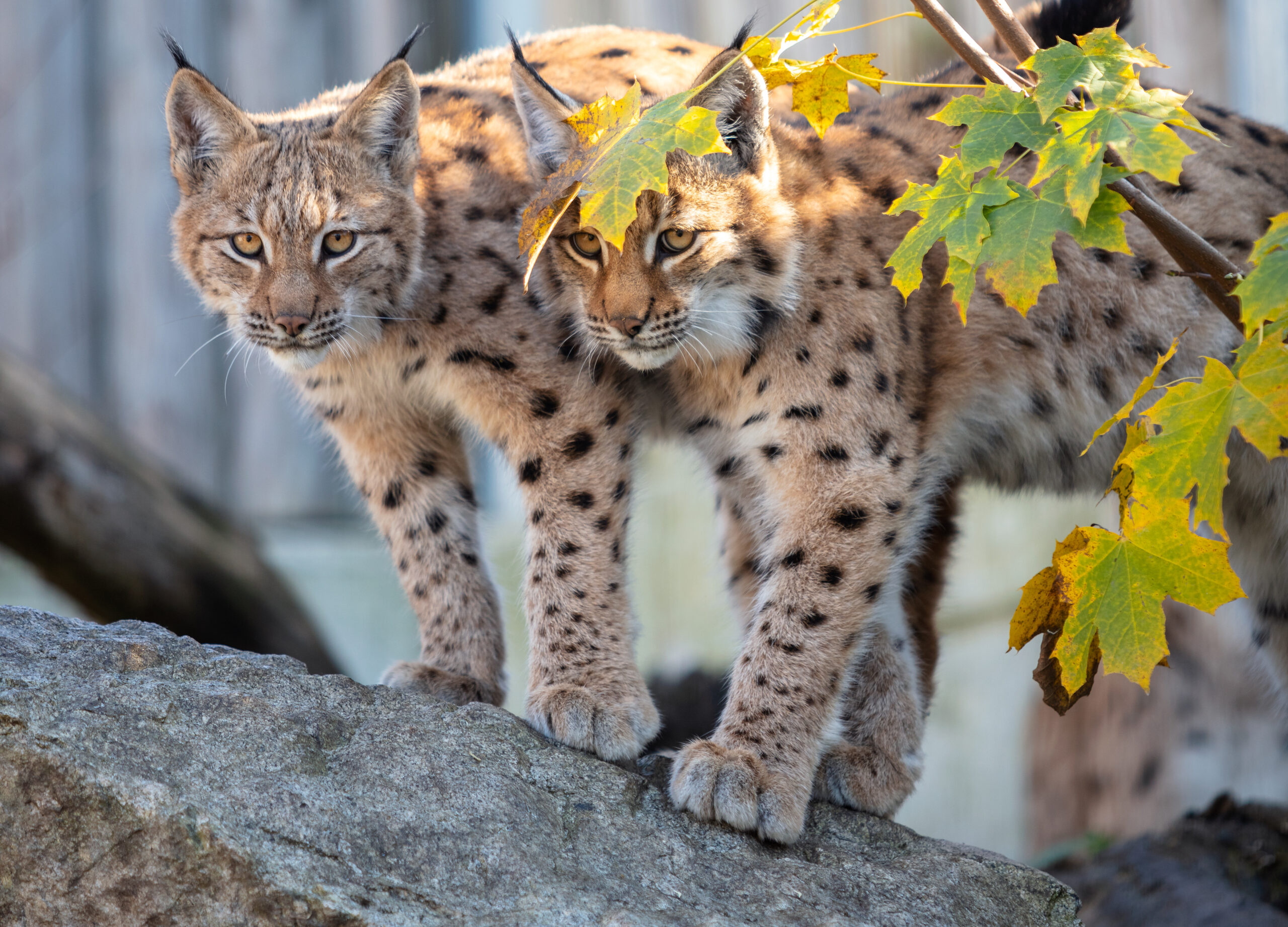 two young Lynx looking out form tree branch