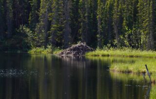 Alaska Beaver Dam