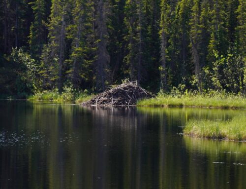 Beavers