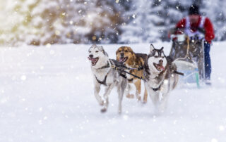 dogs running across snow with sled and person