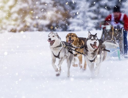 Alaska Dogsledding